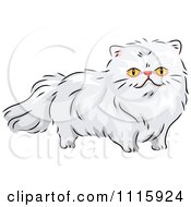 Long Haired White Persian Cat