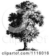 Clipart Retro Vintage Black And White Tree 5 Royalty Free Vector Illustration
