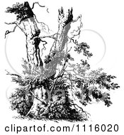 Clipart Retro Vintage Black And White Broken Tree Royalty Free Vector Illustration