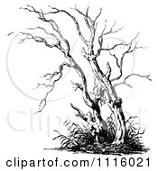 Clipart Retro Vintage Black And White Bare Tree 2 Royalty Free Vector Illustration