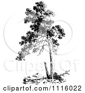 Poster, Art Print Of Retro Vintage Black And White Tree 1