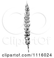 Clipart Retro Vintage Black And White Wheat Stalk 2 Royalty Free Vector Illustration