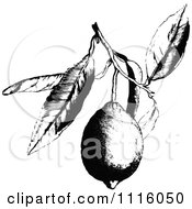 Clipart Retro Vintage Black And White Lemon On A Branch Royalty Free Vector Illustration