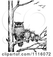 Clipart Retro Vintage Black And White Family Of Owls In A Tree Royalty Free Vector Illustration