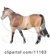Brown Horse With A Black Mane