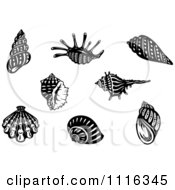 Clipart Black And White Seashells Royalty Free Vector Illustration by Vector Tradition SM