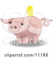 Golden Coin Above The Slot Of A Pink Pig Bank Clipart Illustration by AtStockIllustration