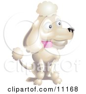 Pampered White Female Poodle With A Pink Collar Sporting The Pompoms Of The Continental Clip In A Dog Show