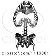 Clipart Of A Retro Vintage Black And White Human Anatomy Torso Bones Royalty Free Vector Illustration