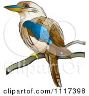 Perched Kookaburra Bird