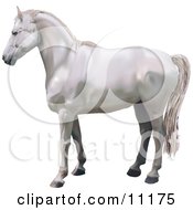 A Beautiful White Horse In Profile Clipart Illustration