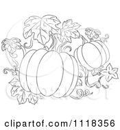 Poster, Art Print Of Black And White Pumpkin Vine