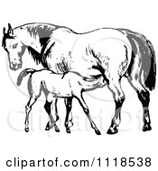 Poster, Art Print Of Retro Vintage Black And White Mare Horse And Colt