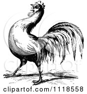 Clipart Of A Retro Vintage Black And White Farm Rooster 3 Royalty Free Vector Illustration by Prawny Vintage