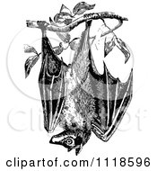 Poster, Art Print Of Retro Vintage Black And White Wild Bat Hanging From A Tree