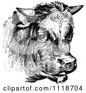 Poster, Art Print Of Retro Vintage Black And White Cow Portrait 1
