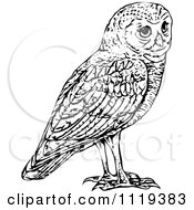 Clipart Of A Retro Vintage Black And White Owl Royalty Free Vector Illustration