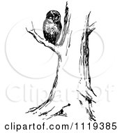 Clipart Of A Retro Vintage Black And White Owl In A Tree Royalty Free Vector Illustration by Prawny Vintage
