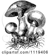 Clipart O Retro Vintage Black And White Mushrooms And Roots Royalty Free Vector Illustration