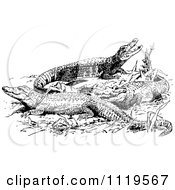 Clipart Of Retro Vintage Black And White Sun Bathing Alligators Royalty Free Vector Illustration