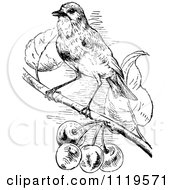 Clipart Of A Retro Vintage Black And White Bird Perched By Berries Royalty Free Vector Illustration