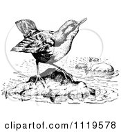 Clipart Of A Retro Vintage Black And White Dipper Bird Royalty Free Vector Illustration