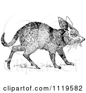 Clipart Of A Retro Vintage Black And White Bandicoot Royalty Free Vector Illustration