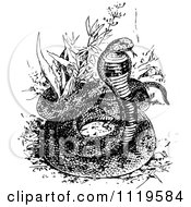 Clipart Of A Retro Vintage Black And White Asp Snake Royalty Free Vector Illustration