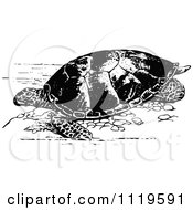 Clipart Of A Retro Vintage Black And White Sea Turtle Royalty Free Vector Illustration