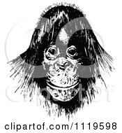 Poster, Art Print Of Retro Vintage Black And White Orangutan