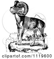 Poster, Art Print Of Retro Vintage Black And White Wild Goats