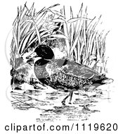Clipart Of A Retro Vintage Black And White Wading Mallard Royalty Free Vector Illustration by Prawny Vintage