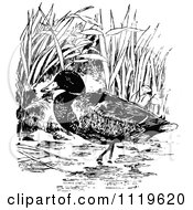 Poster, Art Print Of Retro Vintage Black And White Wading Mallard