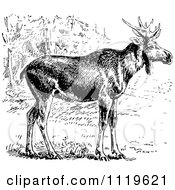 Poster, Art Print Of Retro Vintage Black And White Wild Elk