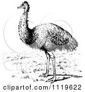 Clipart Of A Retro Vintage Black And White Emu Bird Royalty Free Vector Illustration