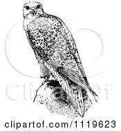 Poster, Art Print Of Retro Vintage Black And White Falcon Bird