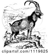Poster, Art Print Of Retro Vintage Black And White Ibex Wild Goat