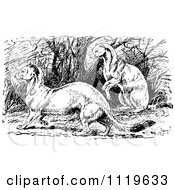 Clipart Of A Retro Vintage Black And White Stoats Royalty Free Vector Illustration