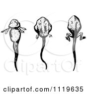 Poster, Art Print Of Retro Vintage Black And White Tadpoles In Different Stages