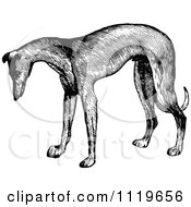 Retro Vintage Black And White Greyhound Dog