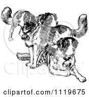 Clipart Of Retro Vintage Black And White St Bernard Dogs Royalty Free Vector Illustration