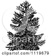 Poster, Art Print Of Retro Vintage Black And White Chile Pine Monkey Puzzle Tree