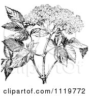 Clipart Of A Retro Vintage Black And White Elder Flower Royalty Free Vector Illustration by Prawny Vintage #COLLC1119772-0178