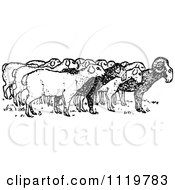 Poster, Art Print Of Retro Vintage Black And White Ram With Sheep