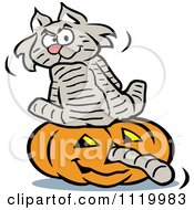 Cat Sitting On A Halloween Jackolantern With Its Tail Going Through The Nose