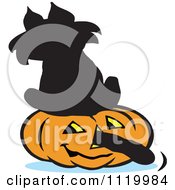 Black Cat Sitting On A Halloween Jackolantern With Its Tail Going Through The Nose