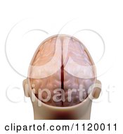 Clipart Of A 3d Human Brain In A Head Royalty Free CGI Illustration