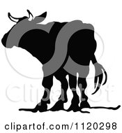 Poster, Art Print Of Silhouetted Cow