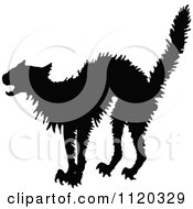 Poster, Art Print Of Silhouetted Frightened Cat