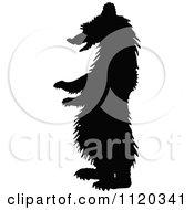 Silhouetted Standing Grizzly Bear